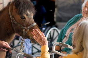 Petting Horse